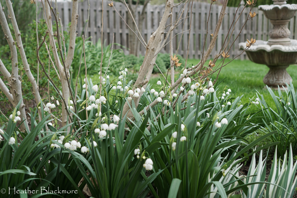 summer snowflake clump