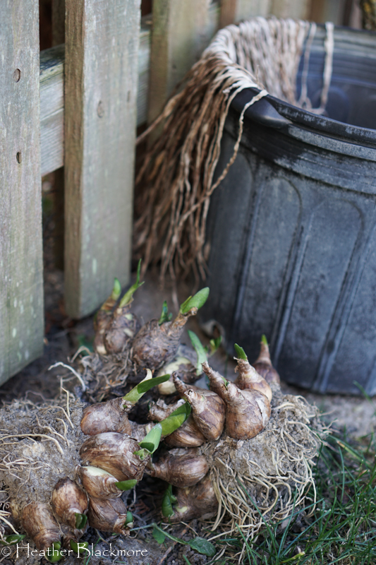 Bulbs on side of bucket