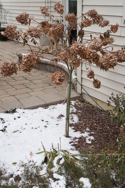 Tree Hydrangea