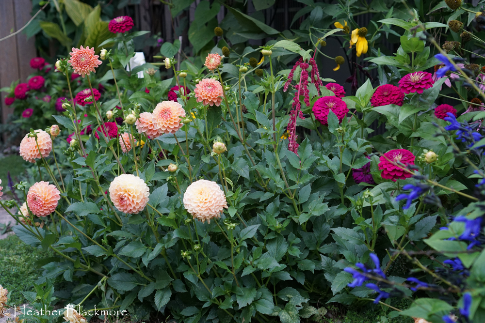 Mixed Border