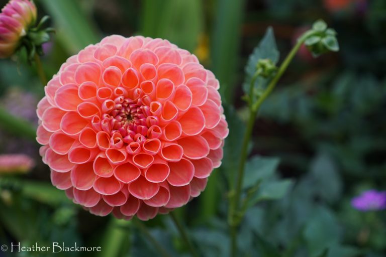 Crichton Honey Dahlia