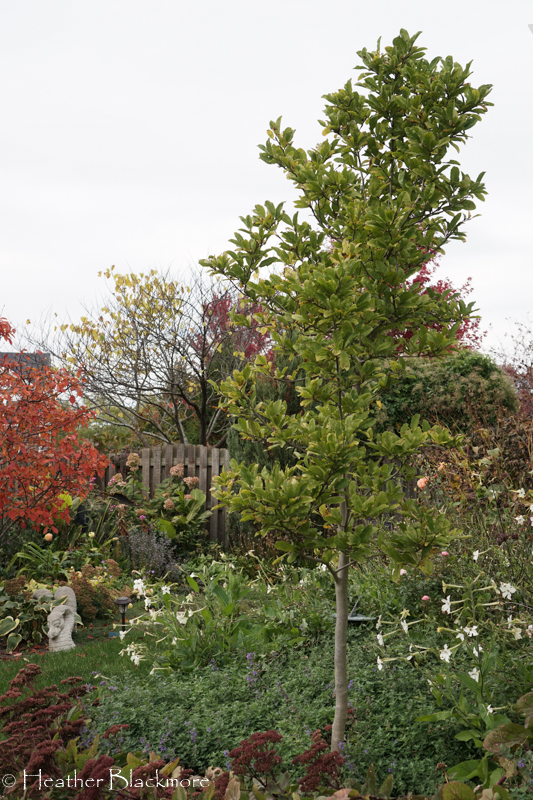 healthy magnolia tree