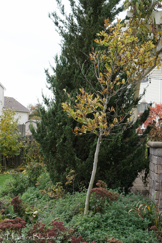 vole damage to tree