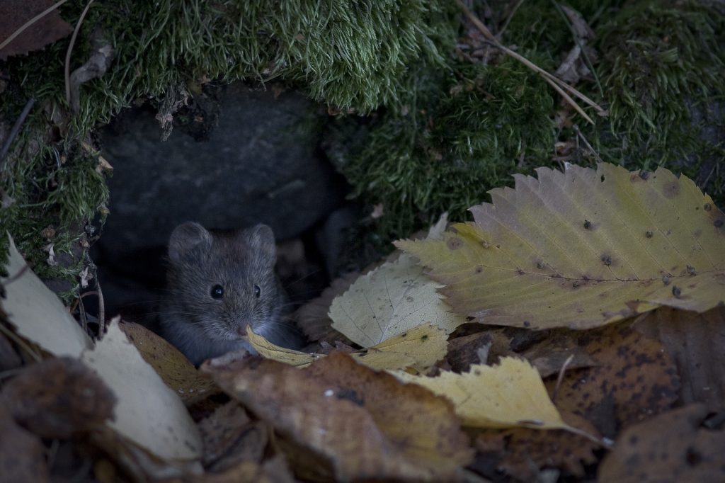 vole in grass