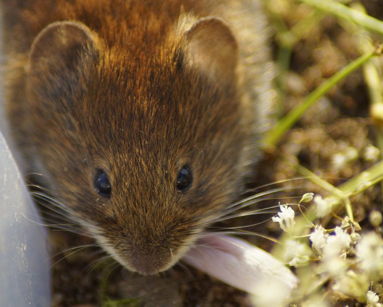 vole face