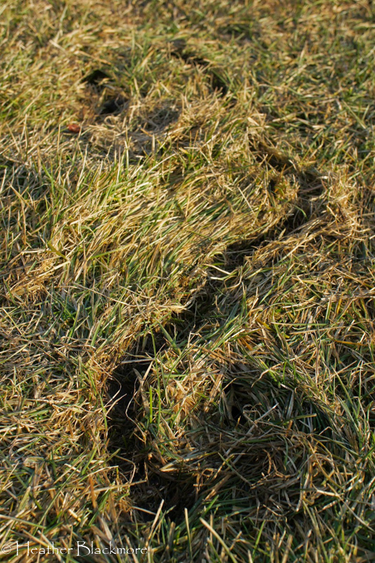 vole trail