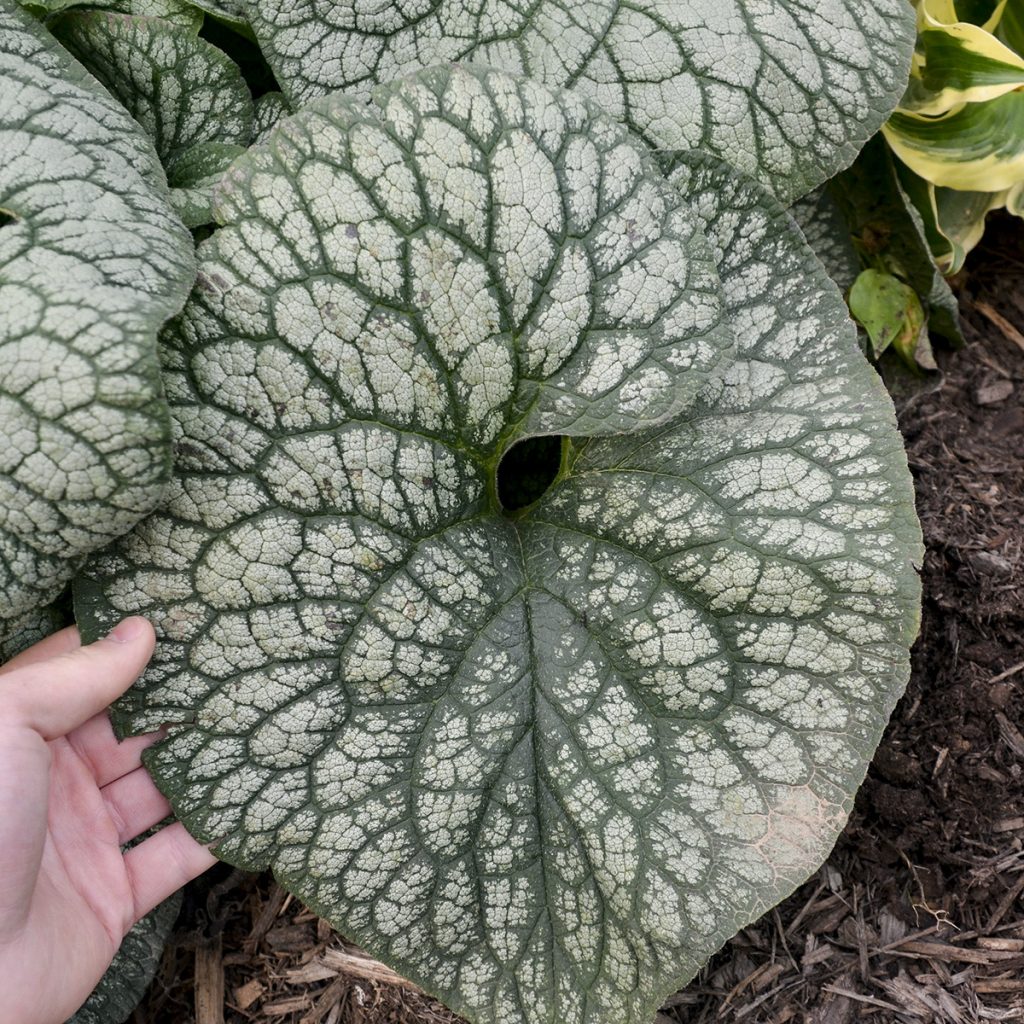 Brunner macrophylla Jack of Diamonds