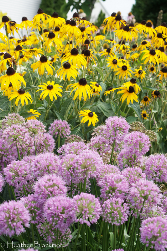 Goldsturm black-eyed Susan with allium