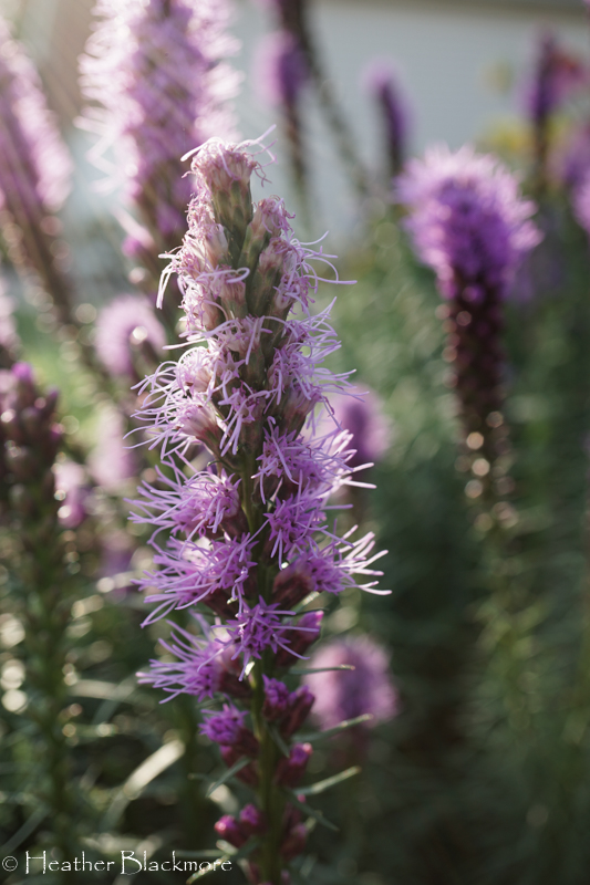 Liatris spicata 'Kobold'