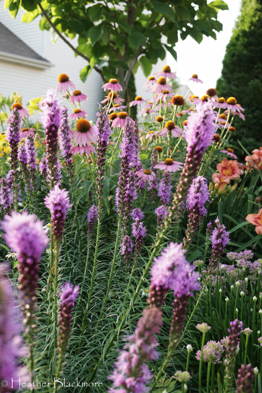 Tough plant combination