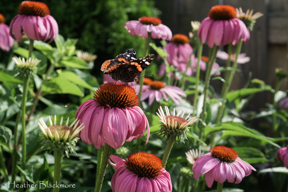 Coneflower with red admiral butterfly