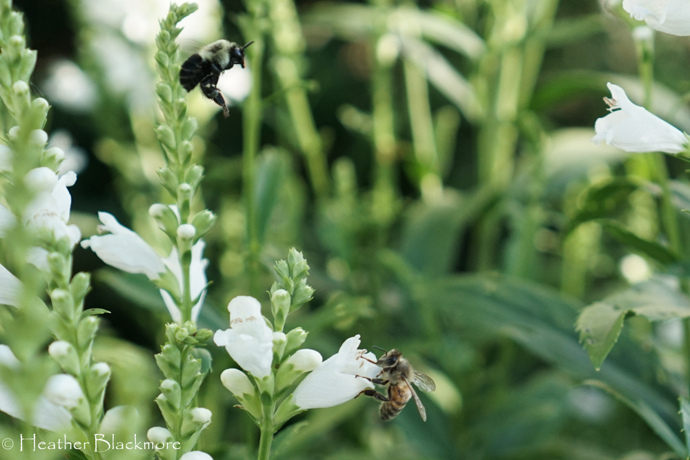 Obedient plant with bees