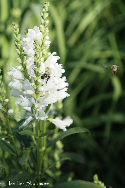Obedient plant with bees