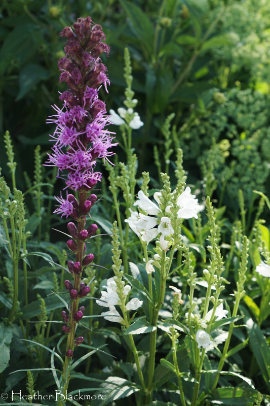 Blazing Star and Obedient Plant