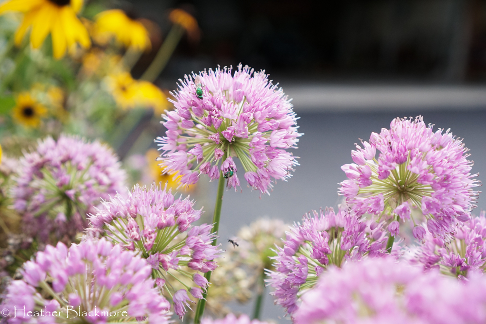 Allium 'Millenium'