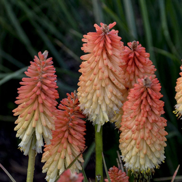 Kniphofia 'Hot and Cold' red hot poker