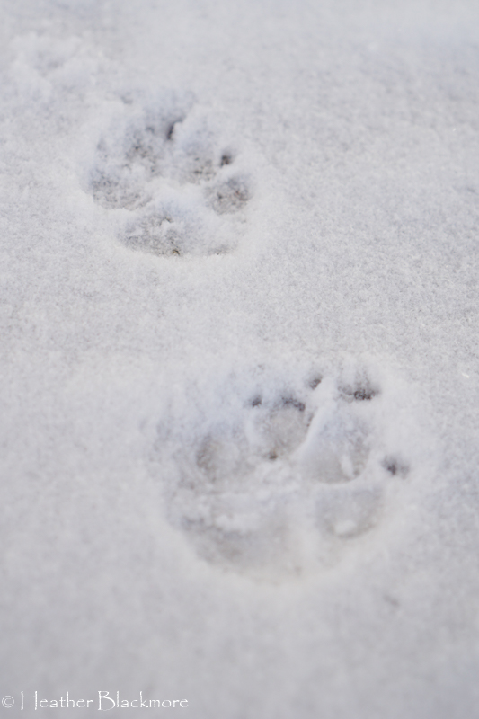 paw prints in the snow