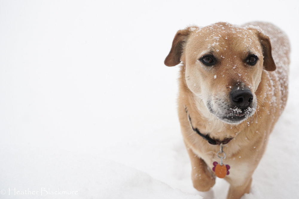 Dog in the snow