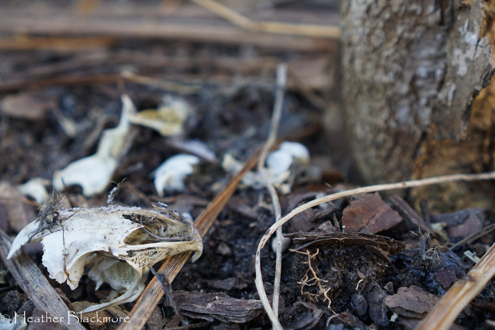 rodent skull and bones