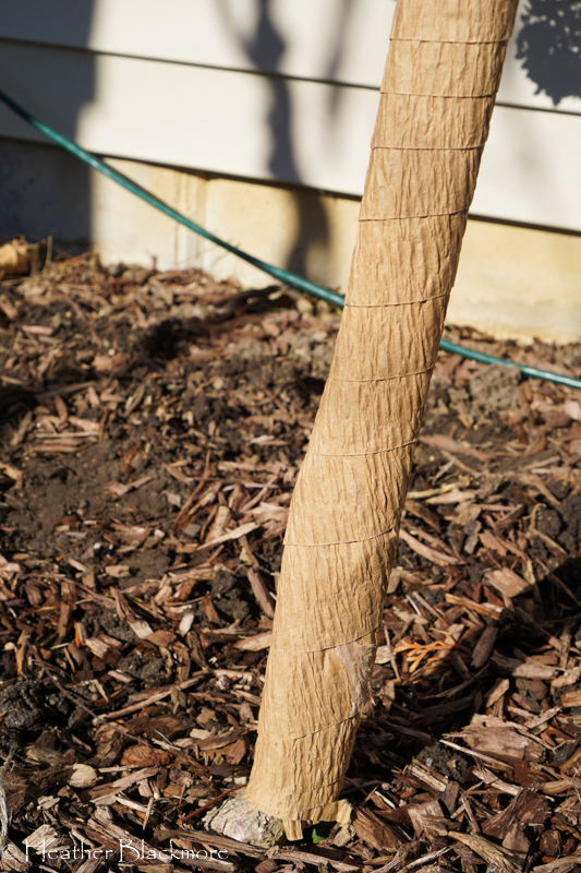 Tree Wrap on hydrangea