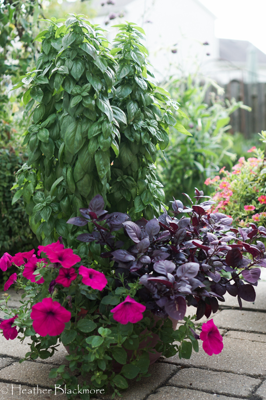 Emerald Towers Basil