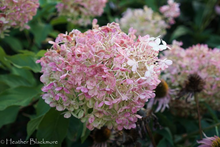 Vanilla Strawberry hydrangea flower