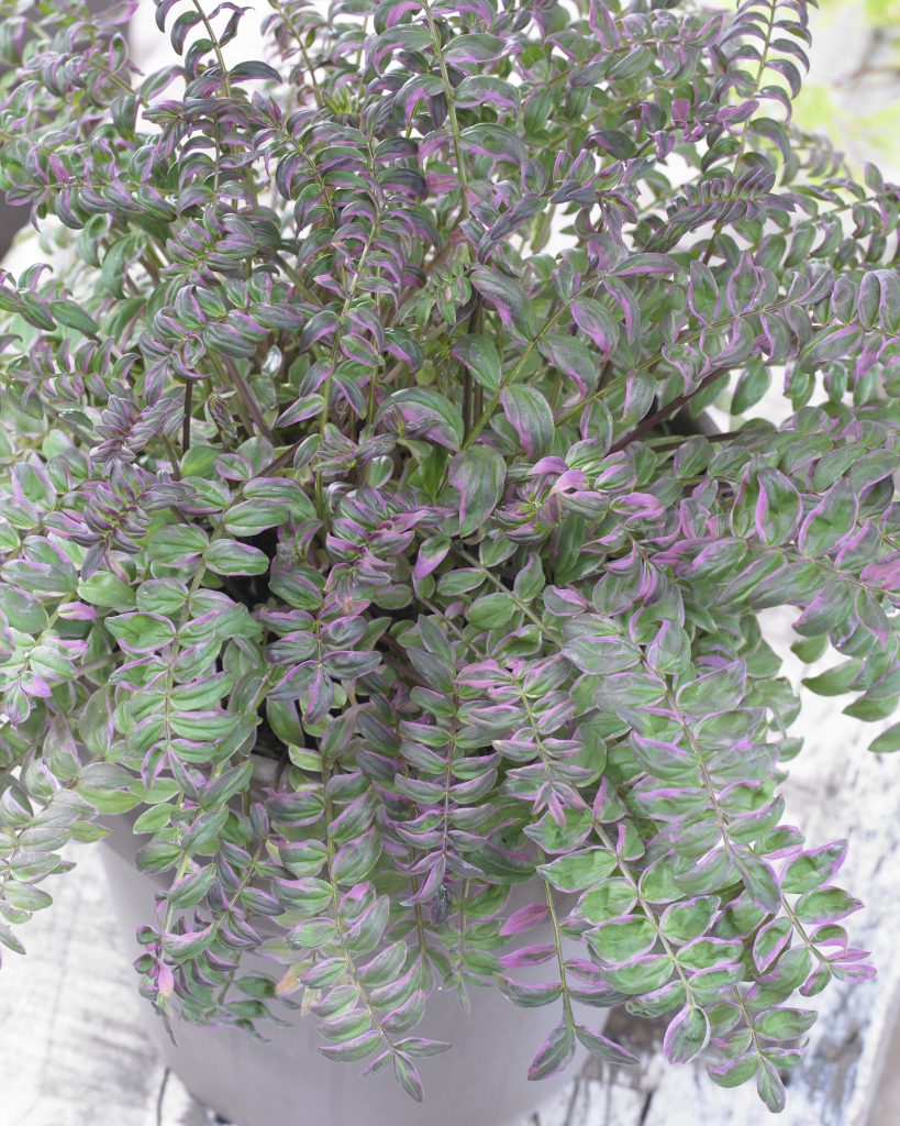 Jacob's Ladder 'Kaleidoscope'