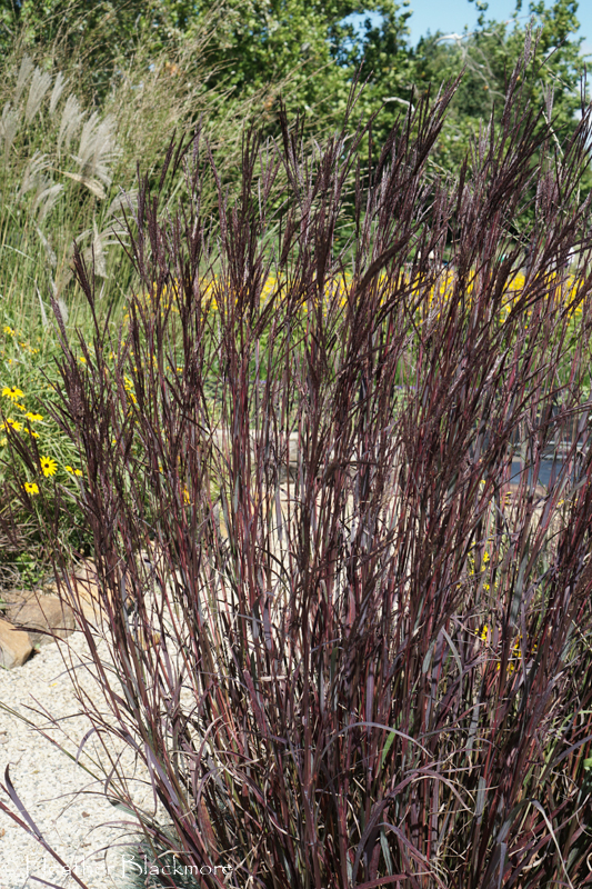 Big Bluestem 'Blackhawks'