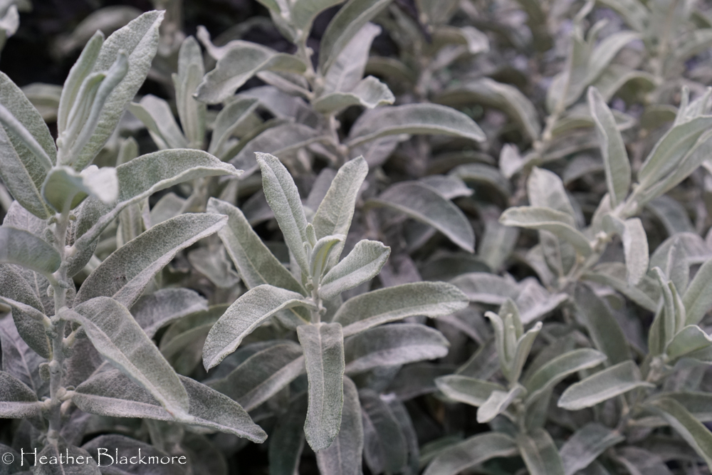 Salix 'Iceberg Alley'