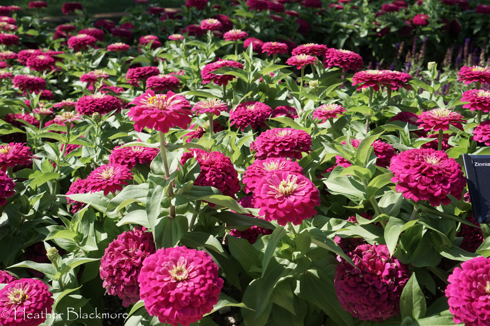 Zesty Fuchsia Zinnia