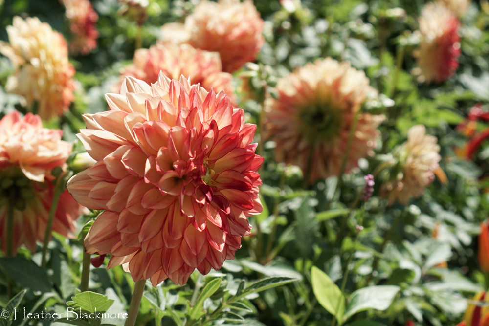 Venti Tequila Sunrise Dahlia