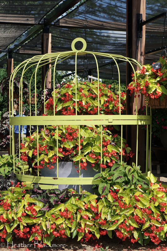 Canary Wings Begonia