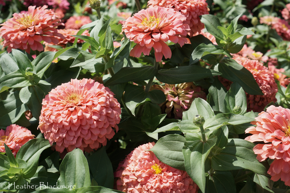 Magellan Salmon Zinnia