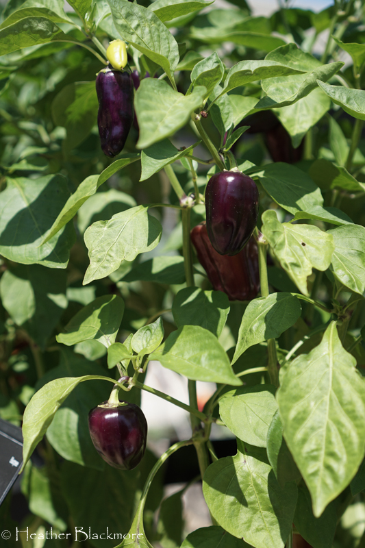 Mardi Gras Fun Purple pepper
