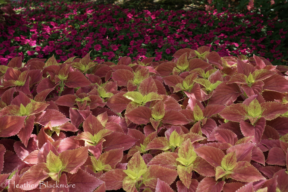 Coleus 'Alabama'