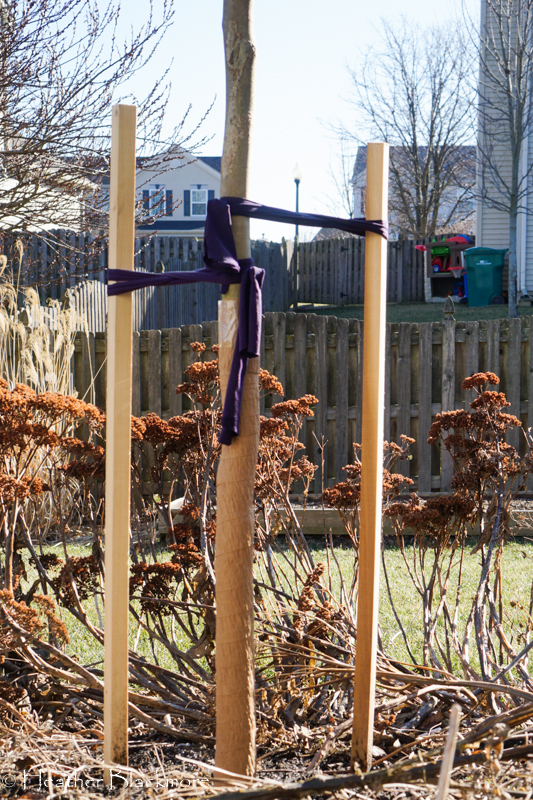 staked magnolia with tree wrap