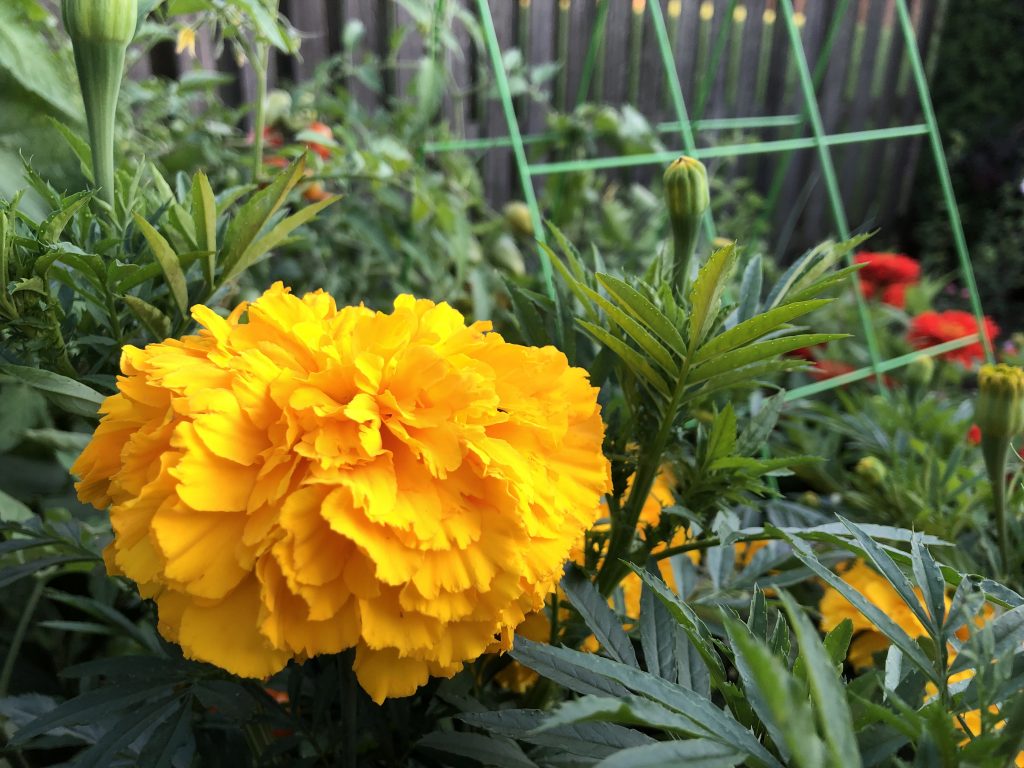Marigold
