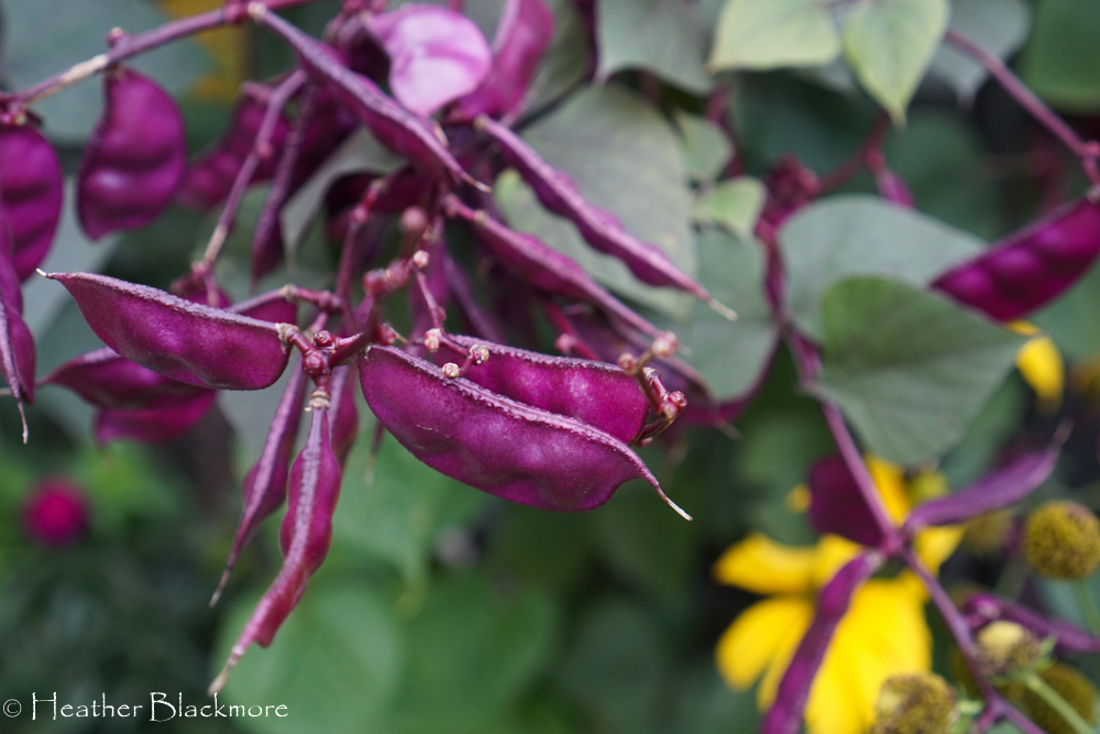 Hyacinth bean pods