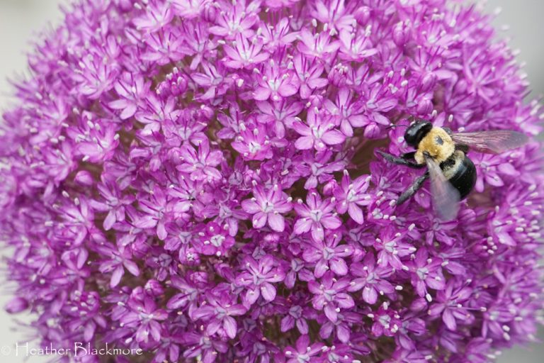 Bumblebee on allium