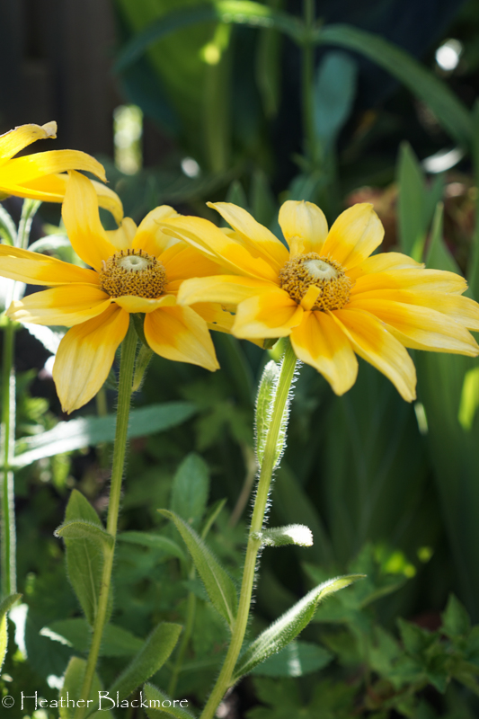 Prairie Sun Rudbeckia