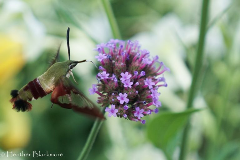 verbena bonariensis with hummingbird moth