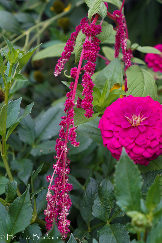 Amaranth