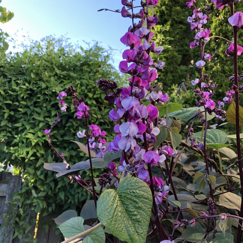 Hyacinth Bean Vine