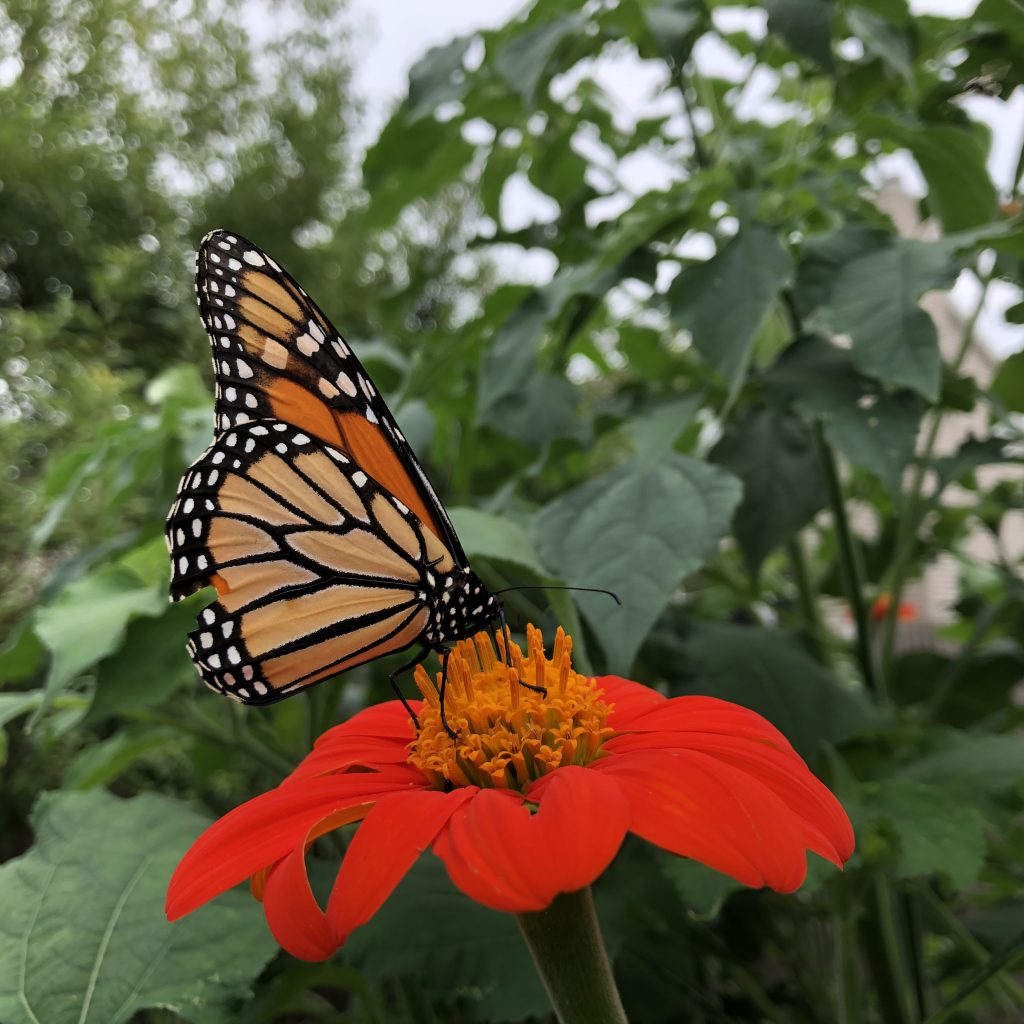 Mexican Sunflower