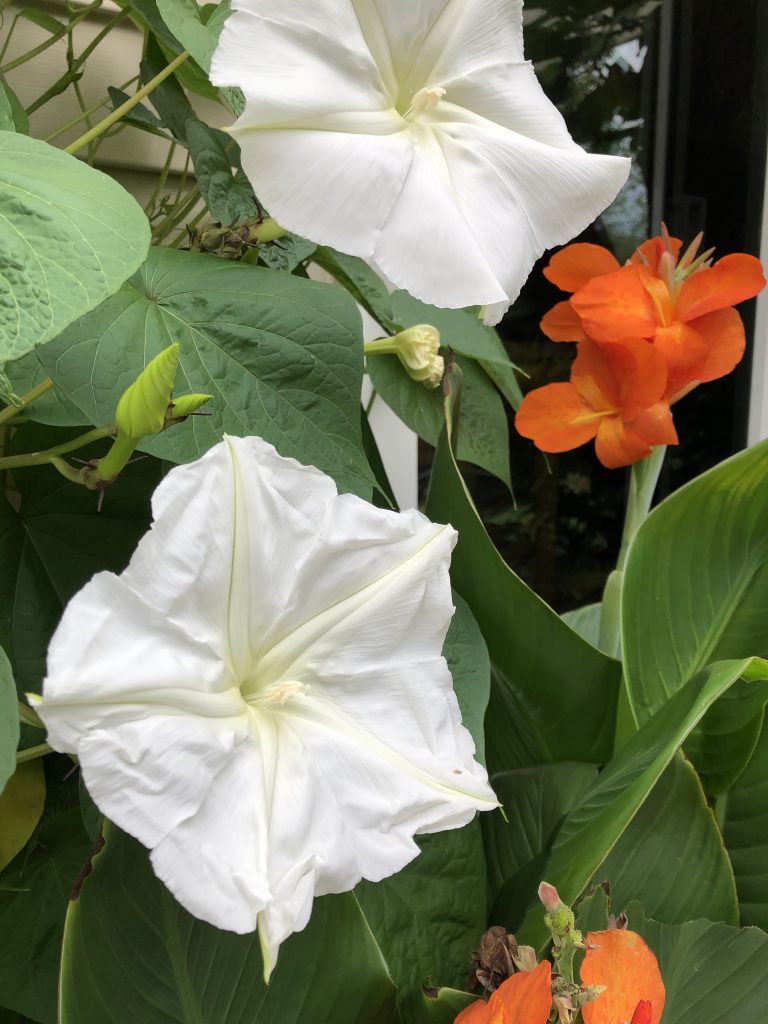 Moonflowers