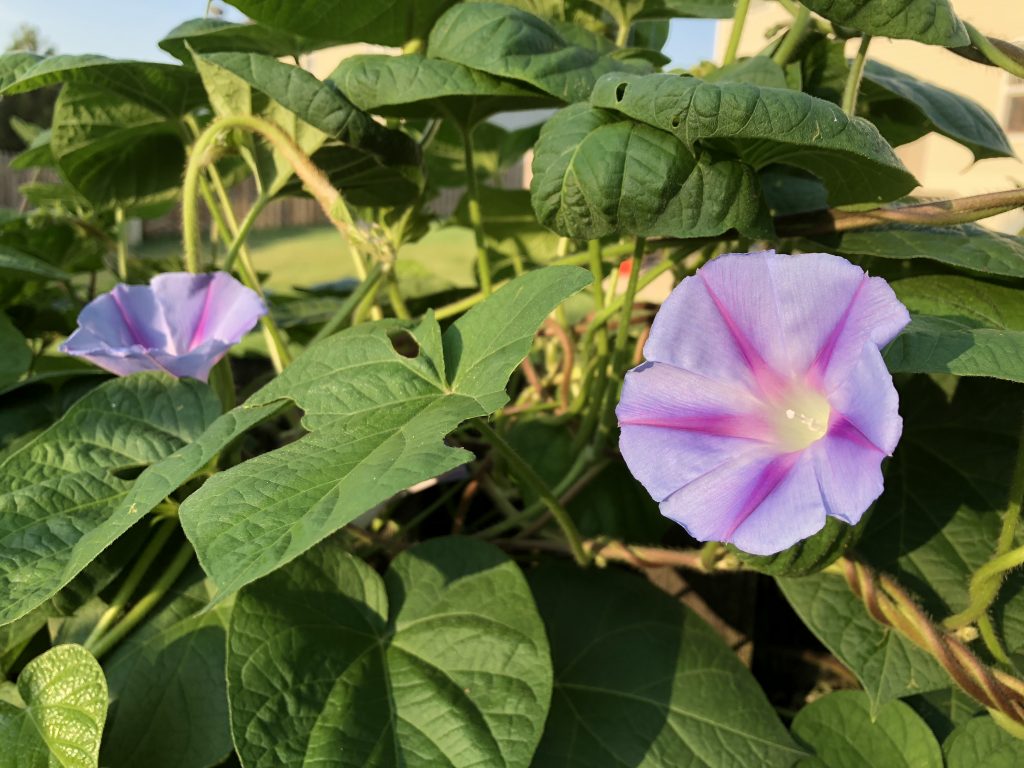 Morning Glory Vine