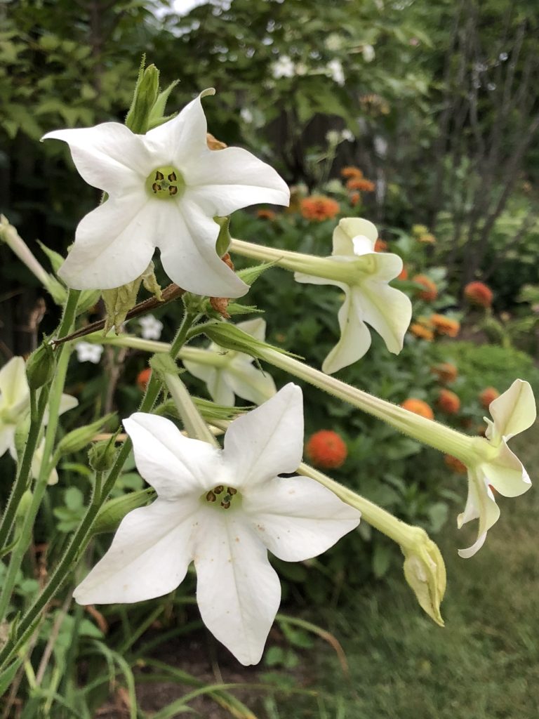 Nicotiana alata