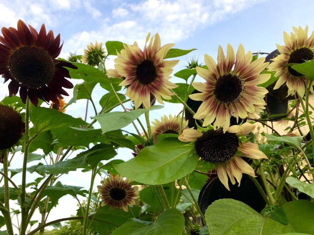sunflowers