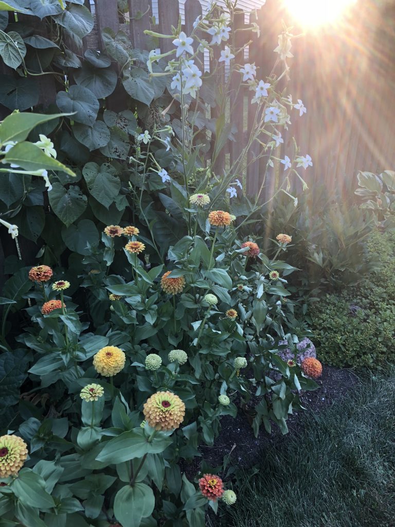 Zinnia