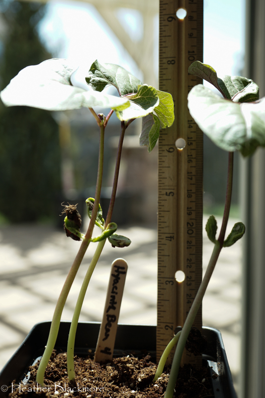 Hyacinth Bean Seedlings
